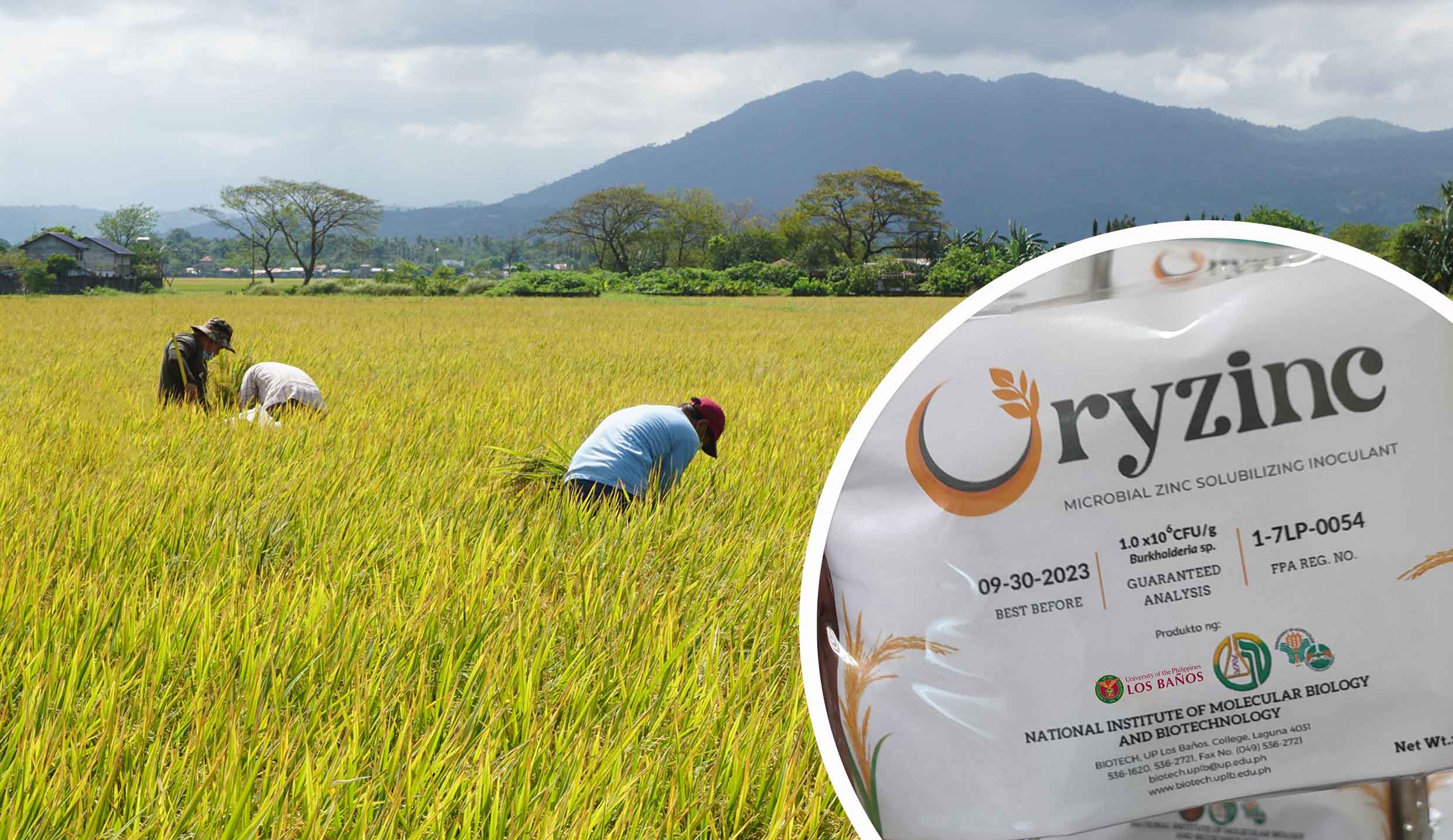 oryzinc-a-sustainable-solution-for-rice-biofortification-and-soil